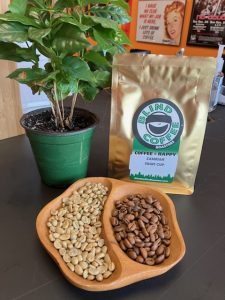 Photo showing a small coffee tree with a half pound bag of Zambia Fruit Cup coffee and a divided bowl containing the green and roasted coffee beans